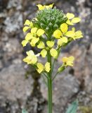 Erysimum kykkoticum