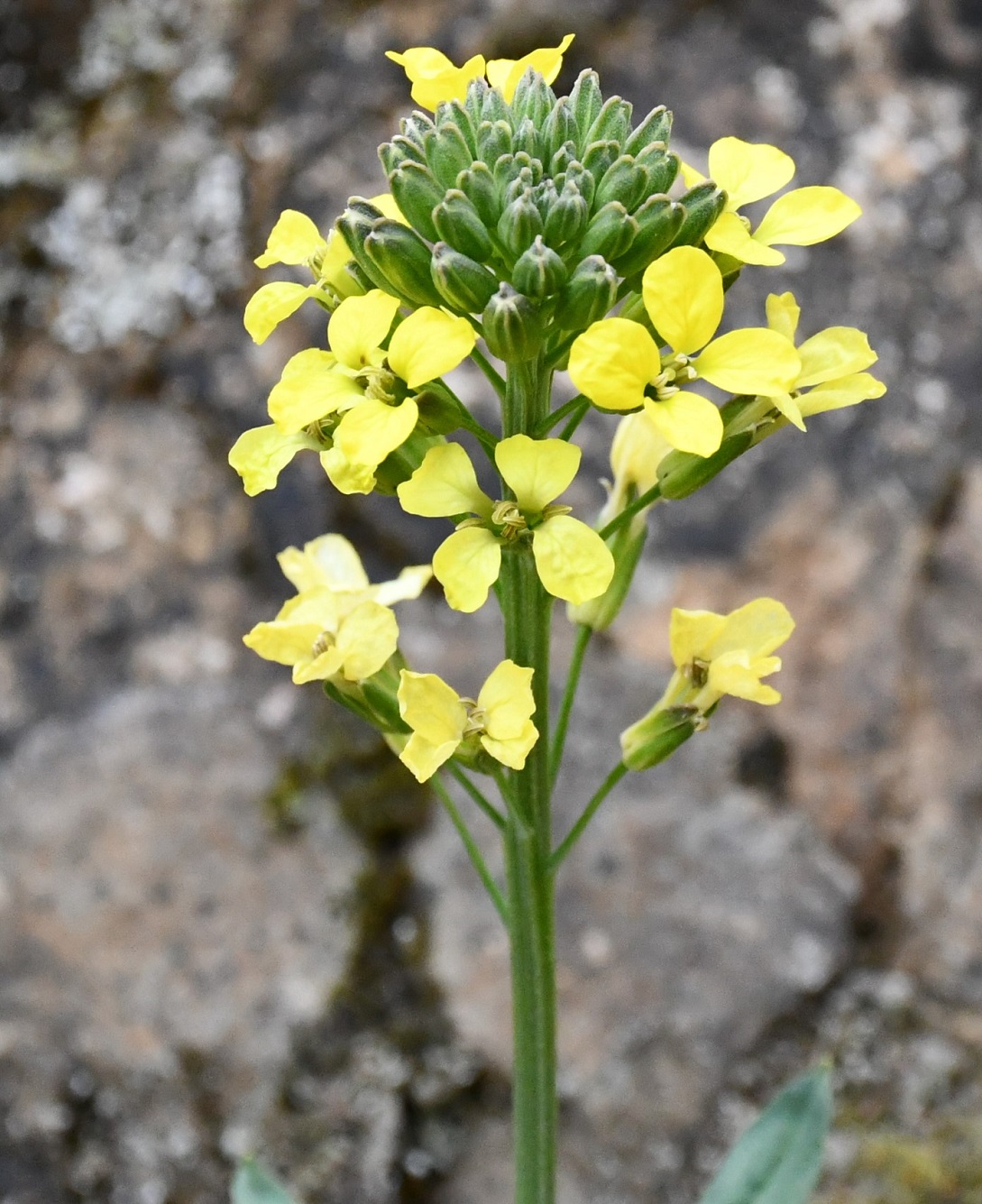 Image of Erysimum kykkoticum specimen.