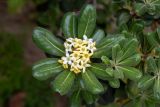 Pittosporum tobira