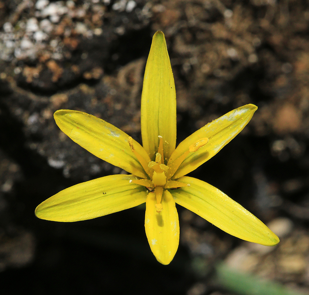 Image of Gagea pauciflora specimen.