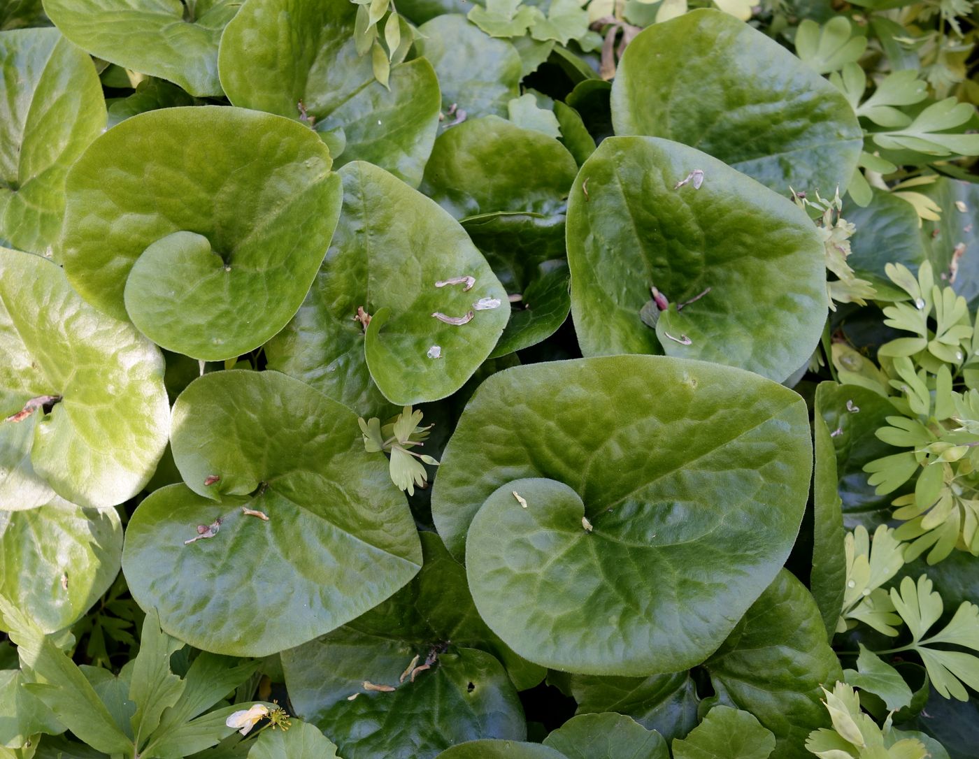 Изображение особи Asarum intermedium.