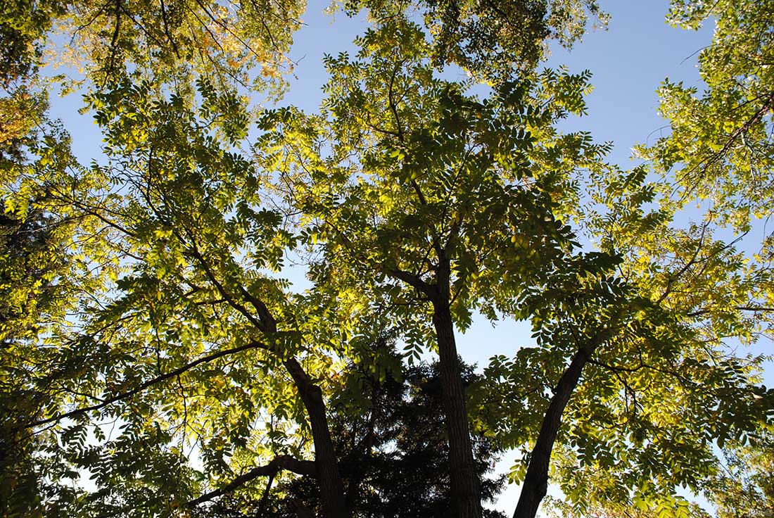 Image of Juglans mandshurica specimen.