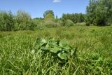 Caltha palustris