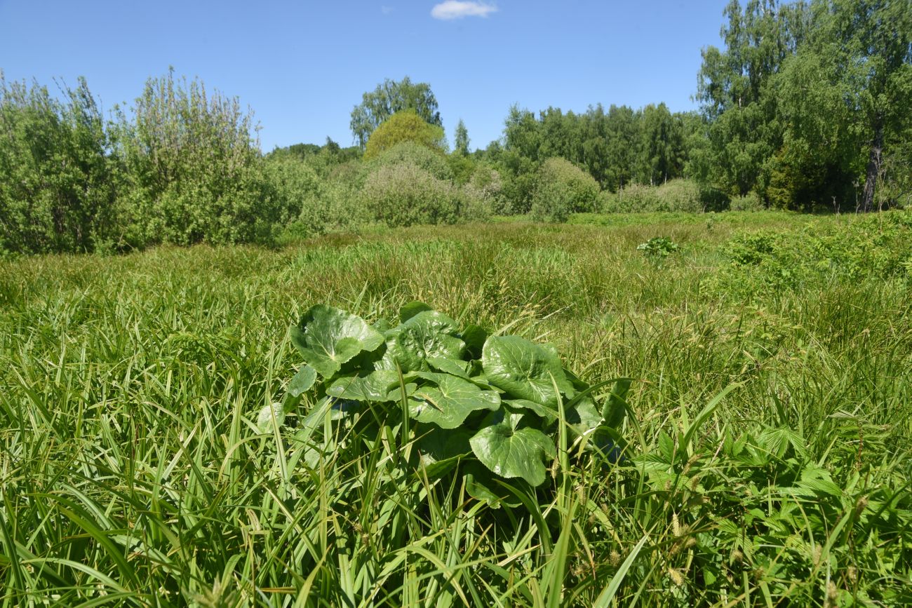 Изображение особи Caltha palustris.