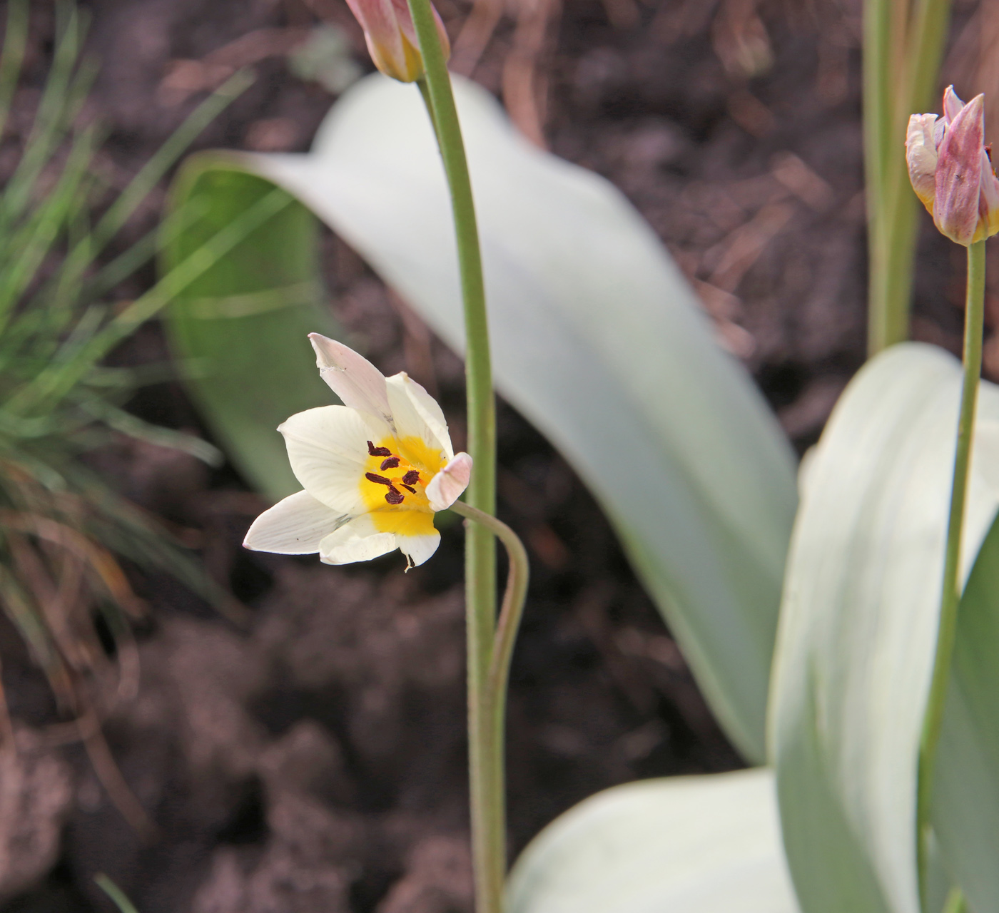 Image of Tulipa bifloriformis specimen.