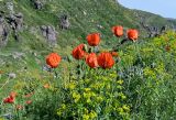 genus Papaver. Верхушки цветущих растений. Армения, обл. Арагацотн, гора Арагац, ущелье р. Аркашен, окр. крепости Амберд, ≈ 2300 м н.у.м., участок лугового склона с Euphorbia. 20.06.2022.