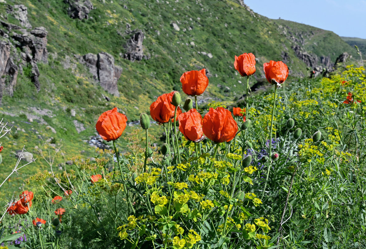 Изображение особи род Papaver.