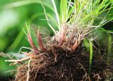 Carex chloroleuca. Корневая система и основания побегов. Приморский край, Ольгинский р-н, окр. пгт Ольга, южный отрог горы Крестовая, послепожарное порослёво-кустарниковое сообщество с Quercus mongolica и Lespedeza bicolor на крутом южном склоне, возле камня. 10.07.2022.