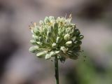 Allium drobovii