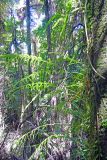 Dendroconche scandens. Растения на стволе дерева. Новая Зеландия, Северный остров, р-н Окленд, национальный парк \"Waitakere Ranges\". 13.12.2013.