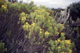 familia Asteraceae. Цветущее растение. Кения, провинция Рифт-Валли, округ Ньери Каунти, заповедник \"Mount Kenya\". 23.01.1997.