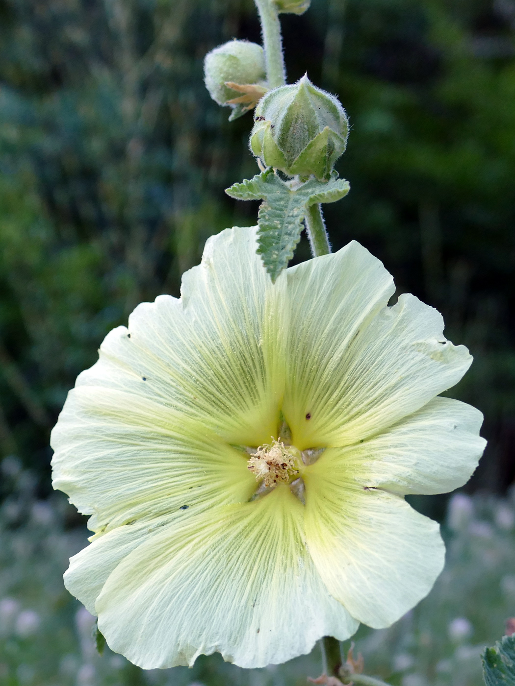 Image of Alcea rugosa specimen.