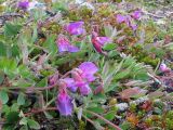 Lathyrus japonicus subspecies pubescens. Цветущие растения в прибрежной тундре. Кольский п-ов, Восточный Мурман, губа Широкая. 20.07.2009.