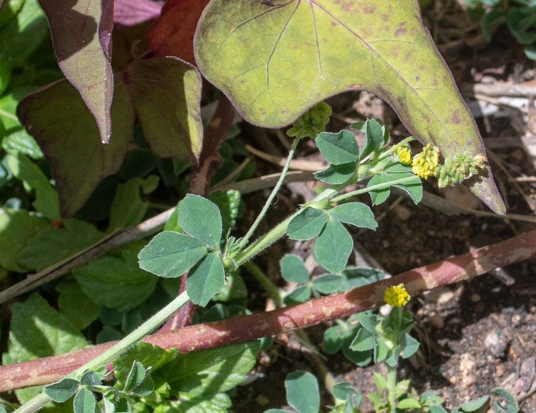 Image of Medicago lupulina specimen.