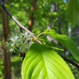 Image of taxon representative. Author is Наталья Володина