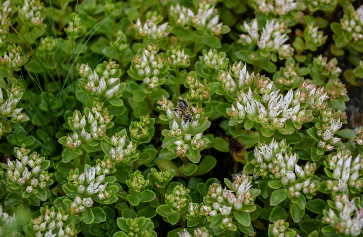 Изображение особи Sedum oppositifolium.