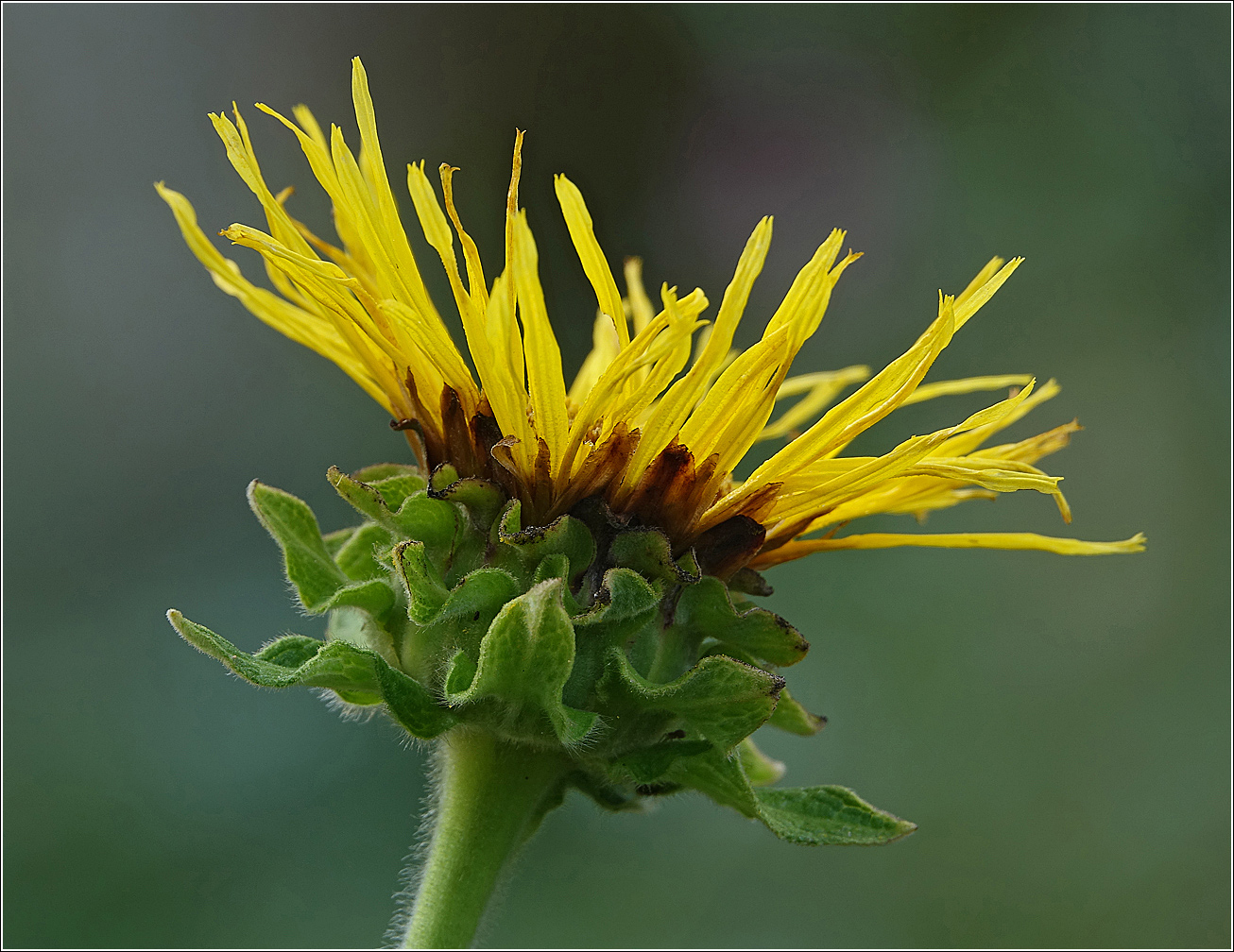 Изображение особи Inula helenium.