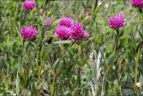 Trifolium alpestre