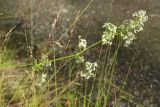 Galium album