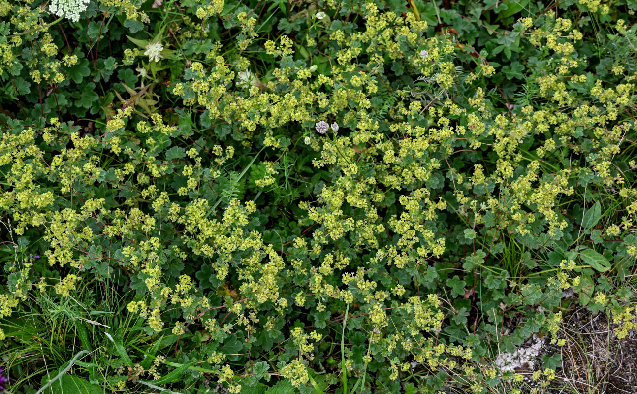 Image of genus Alchemilla specimen.