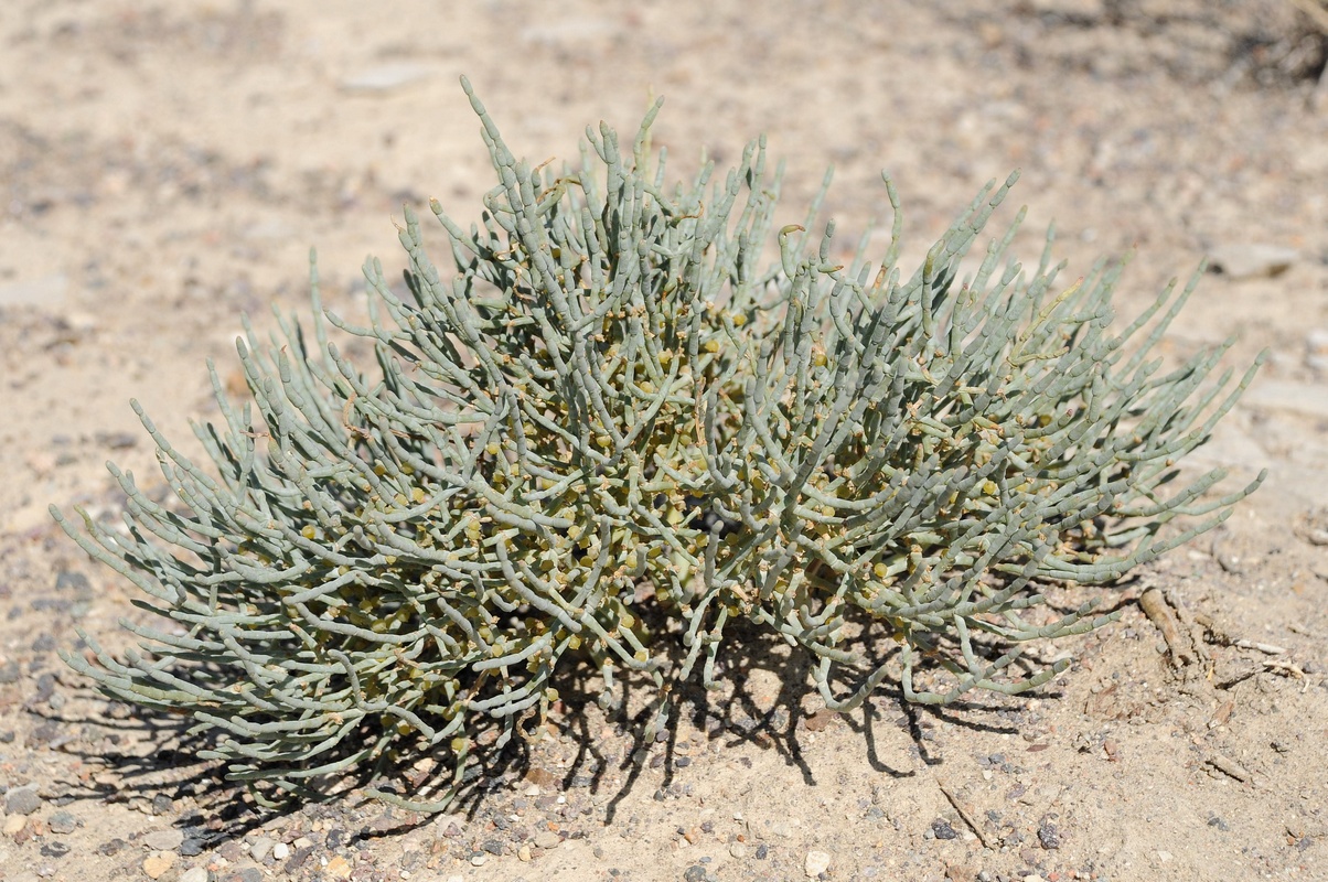 Image of Anabasis eriopoda specimen.