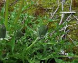 Taraxacum printzii