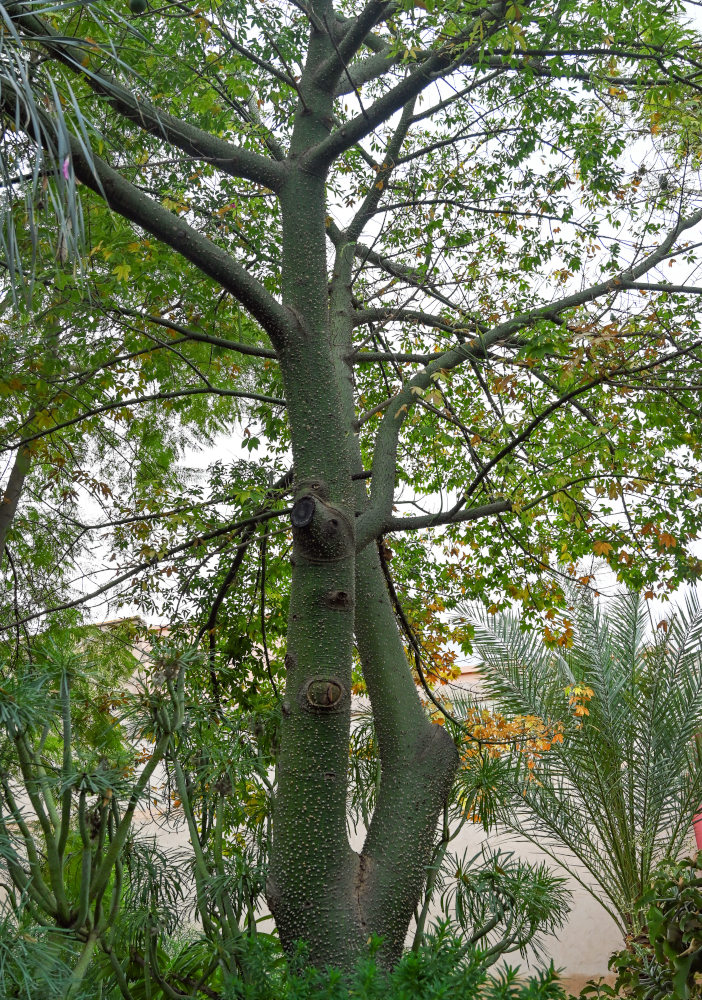 Image of Ceiba speciosa specimen.