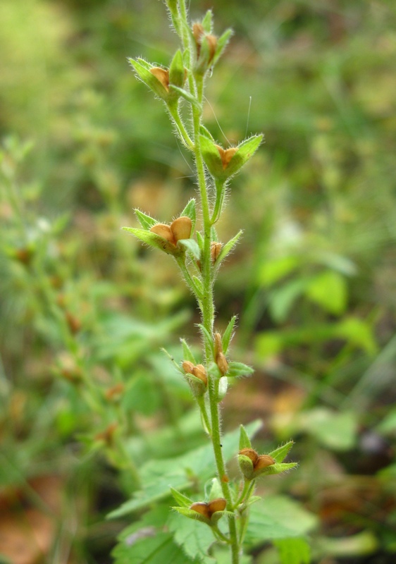 Image of Veronica chamaedrys specimen.