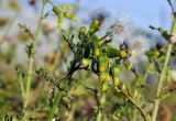 Senecio vulgaris. Верхушка растения с соцветиями и соплодиями. Приморский край, Шкотовский р-н, пос. Подъяпольск, сорное на огороде. 22.10.2022.