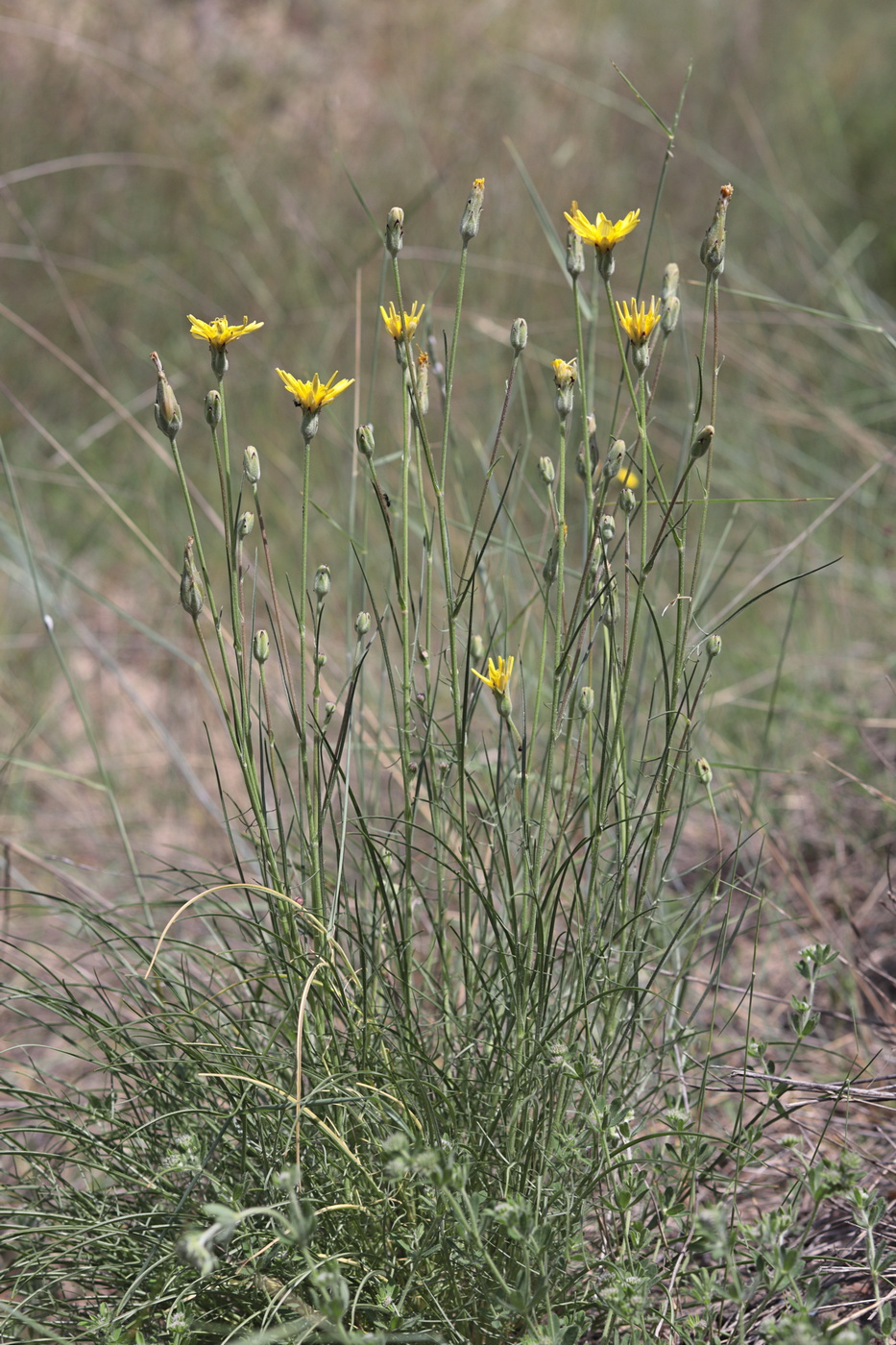 Image of Scorzonera cana specimen.