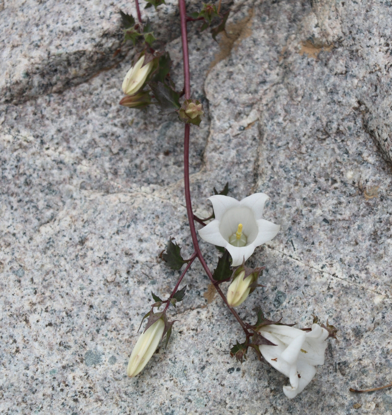 Image of Campanula armena specimen.
