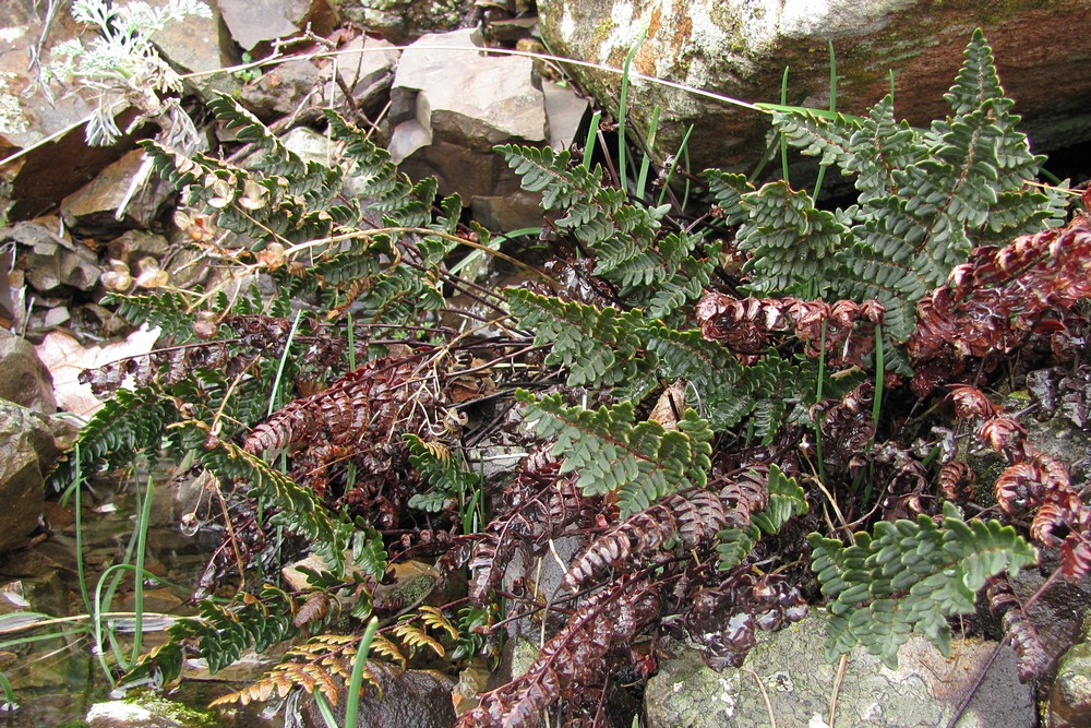 Image of Paragymnopteris marantae specimen.