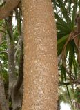 Pandanus odorifer