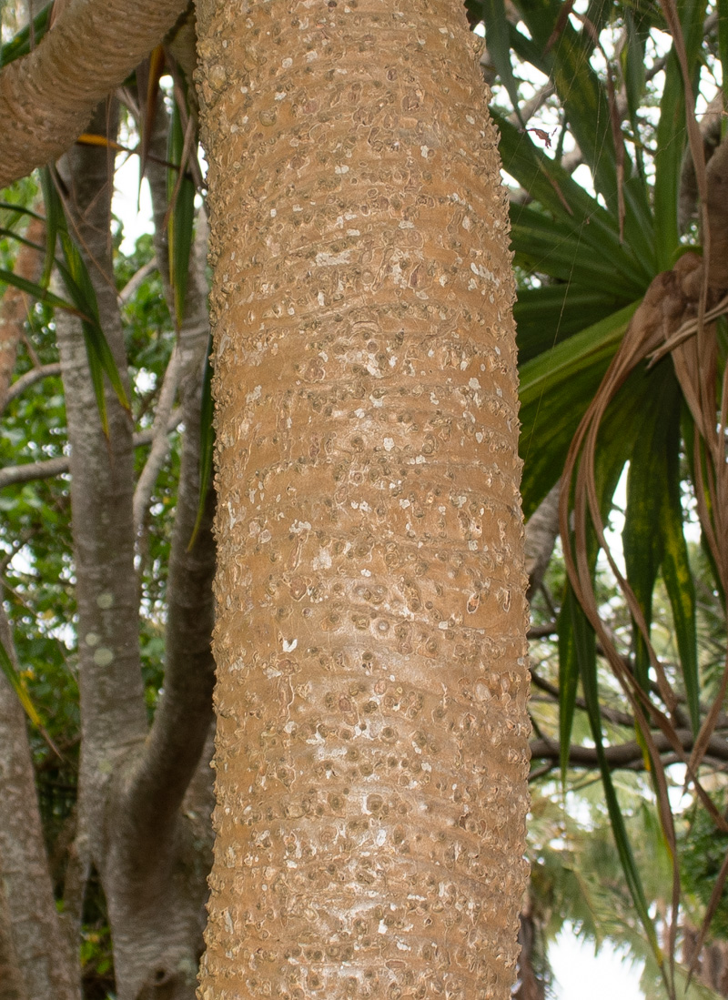 Image of Pandanus odorifer specimen.