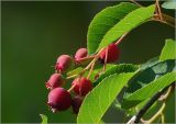 Amelanchier spicata