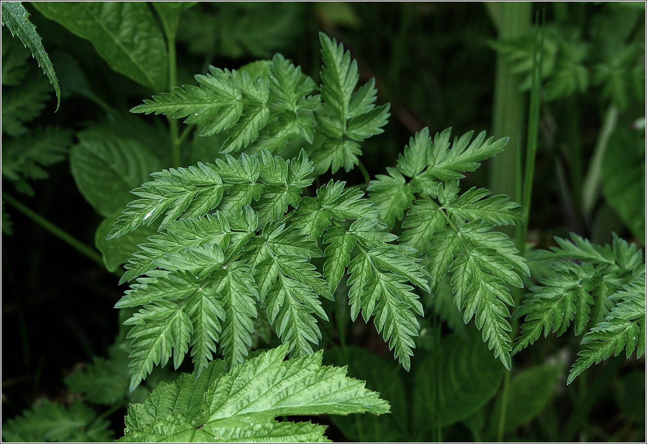 Image of Anthriscus sylvestris specimen.