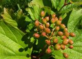 Viburnum opulus