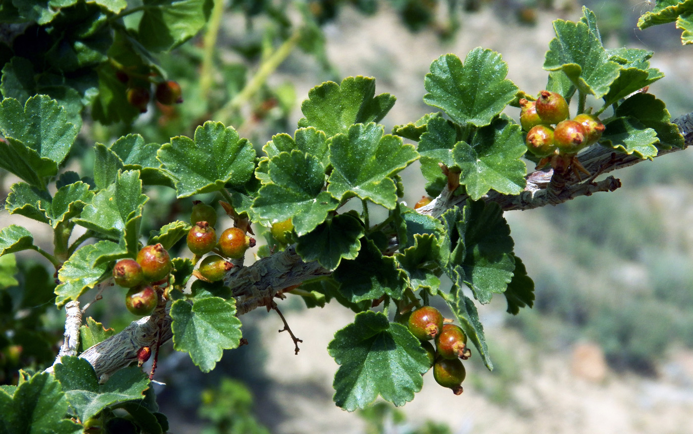 Image of Ribes heterotrichum specimen.
