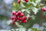 род Crataegus