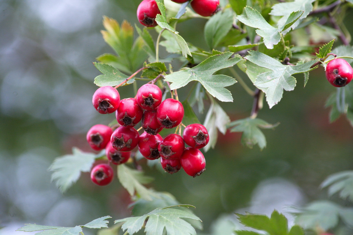 Изображение особи род Crataegus.