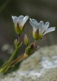 Dichodon cerastoides. Верхушка цветущего растения. Тянь-Шань, Илейский Алатау, Большое Алмаатинское ущ. 2800 м н.у.м. 29.06.2009.