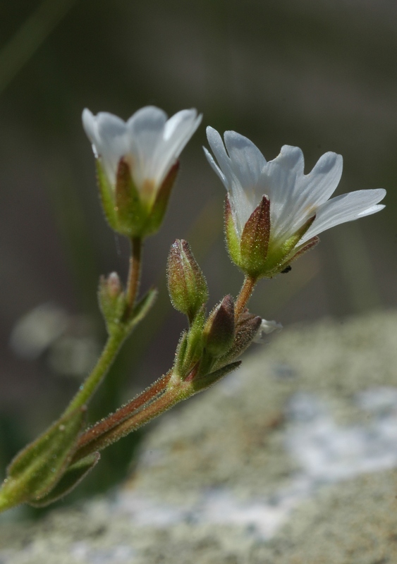 Изображение особи Dichodon cerastoides.