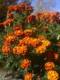 Tagetes erecta. Верхушки цветущих растений. Хабаровский край, г. Хабаровск, ул. Ульяновская 60, в культуре. 13.10.2023.