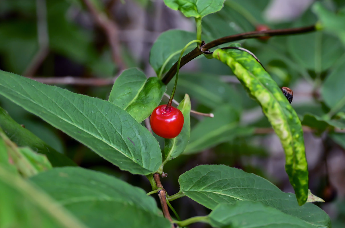 Image of Lonicera sachalinensis specimen.