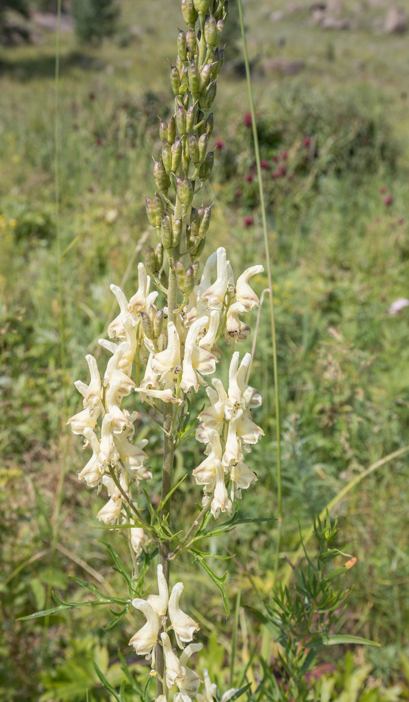 Image of Aconitum barbatum specimen.