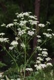 Conium maculatum. Верхушка цветущего растения. Томская обл., г. Томск, Академгородок, у дороги. 09.07.2023.