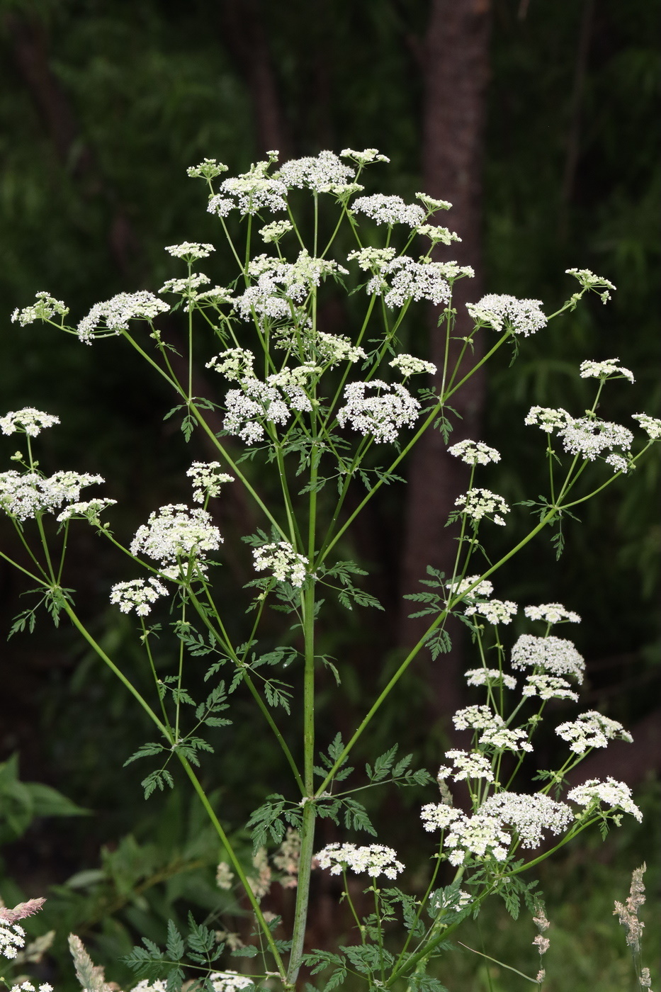 Изображение особи Conium maculatum.