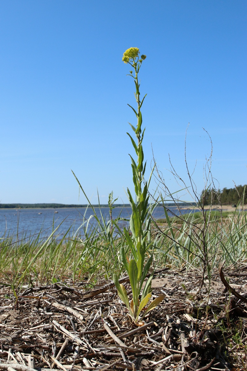 Изображение особи Isatis tinctoria.