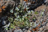 Cerastium pusillum