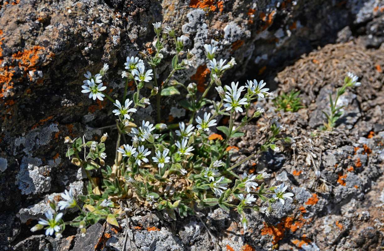 Изображение особи Cerastium pusillum.